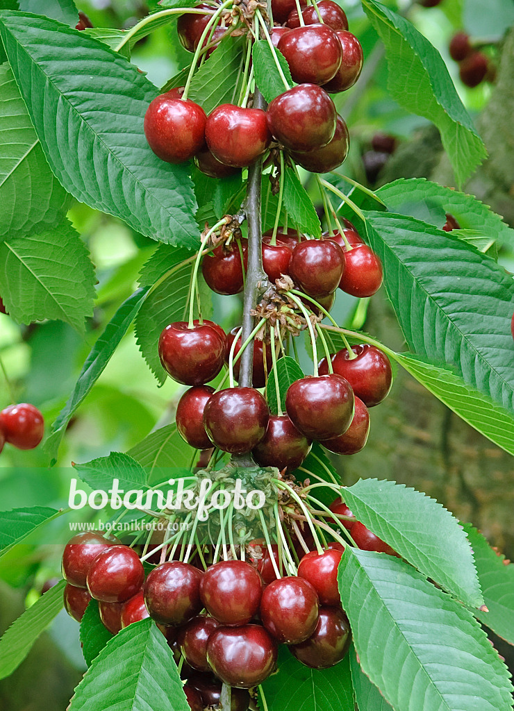 502341 - Cerisier des oiseaux (Prunus avium 'Cainiola')