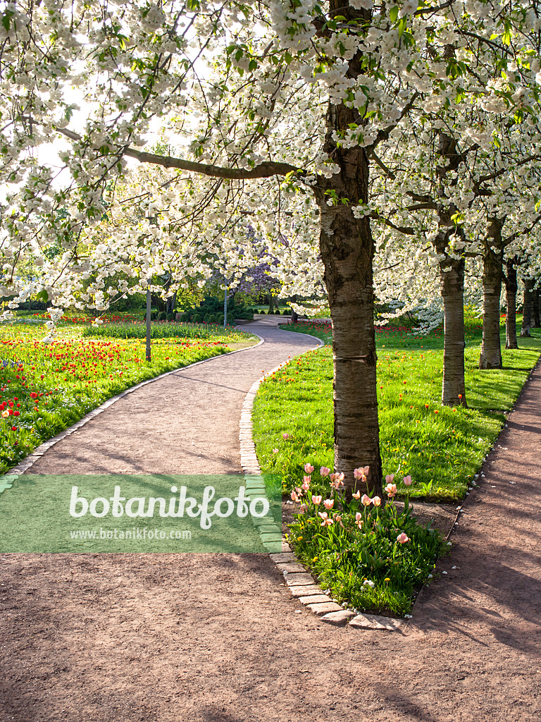 459089 - Cerisier des oiseaux (Prunus avium 'Plena'), Britzer Garten, Berlin, Allemagne