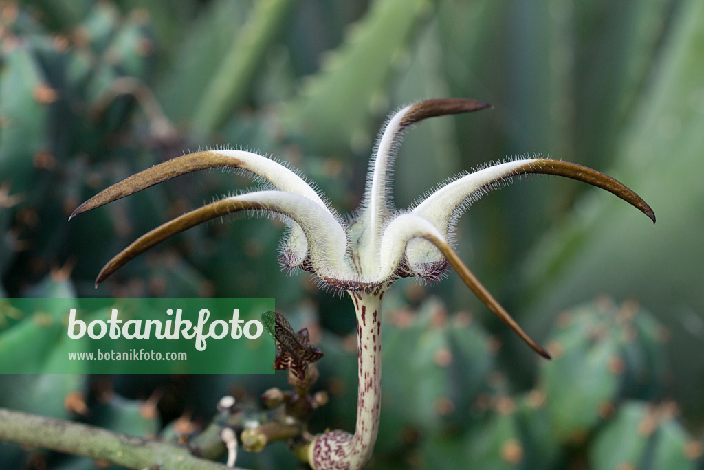 597017 - Ceropegia stapeliiformis