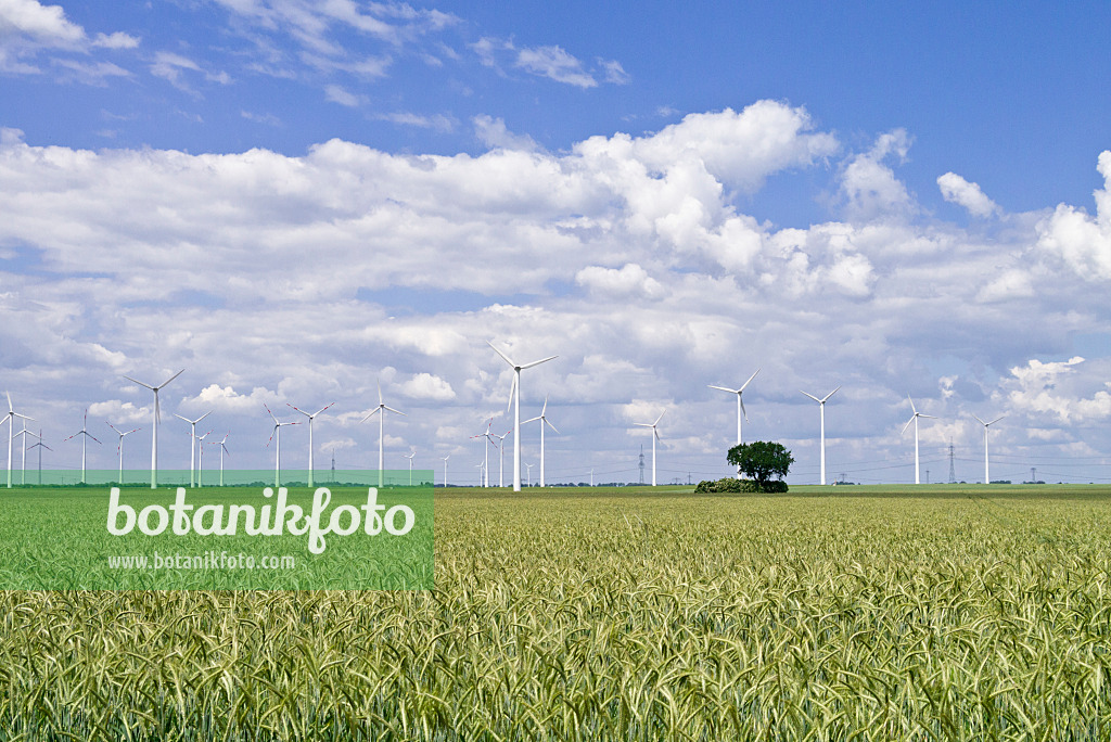 534231 - Champ de blé avec des éoliennes, Brandebourg, Allemagne