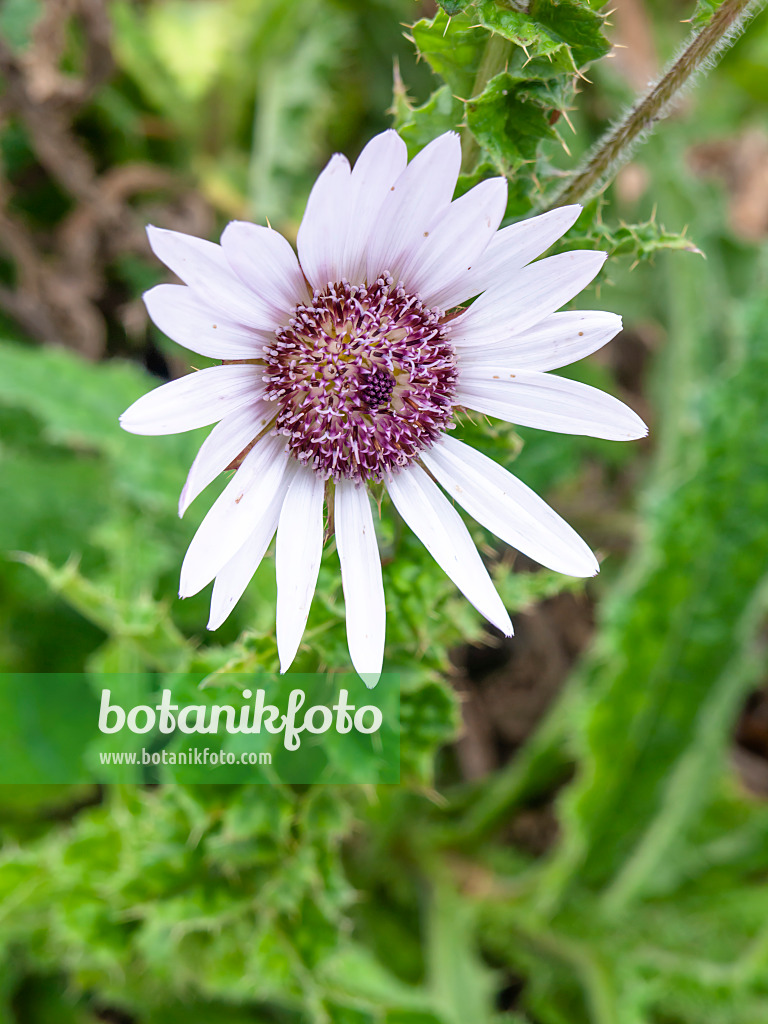 463036 - Chardon pourpre d'Afrique (Berkheya purpurea)