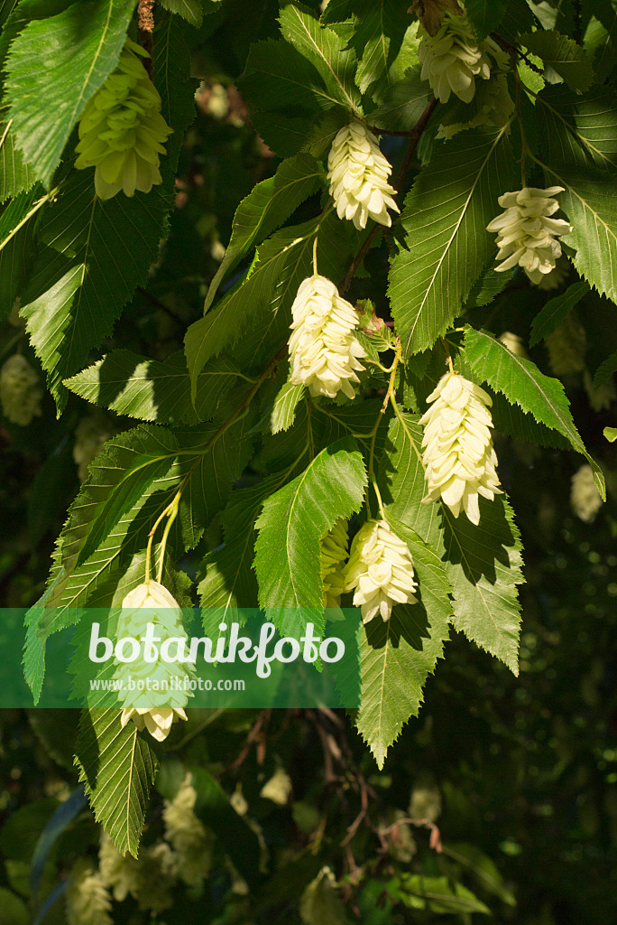 558324 - Charme-houblon (Ostrya carpinifolia)