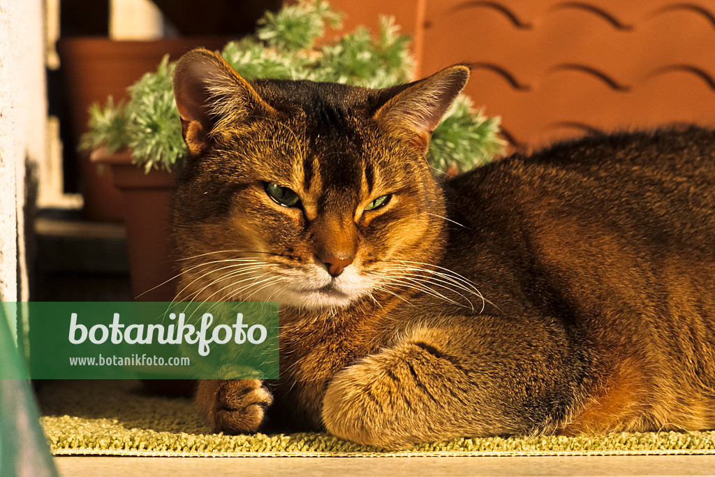 388174 - Chat abyssin à l'air fatigué, accroupi sur un tapis devant un pot de fleurs au soleil