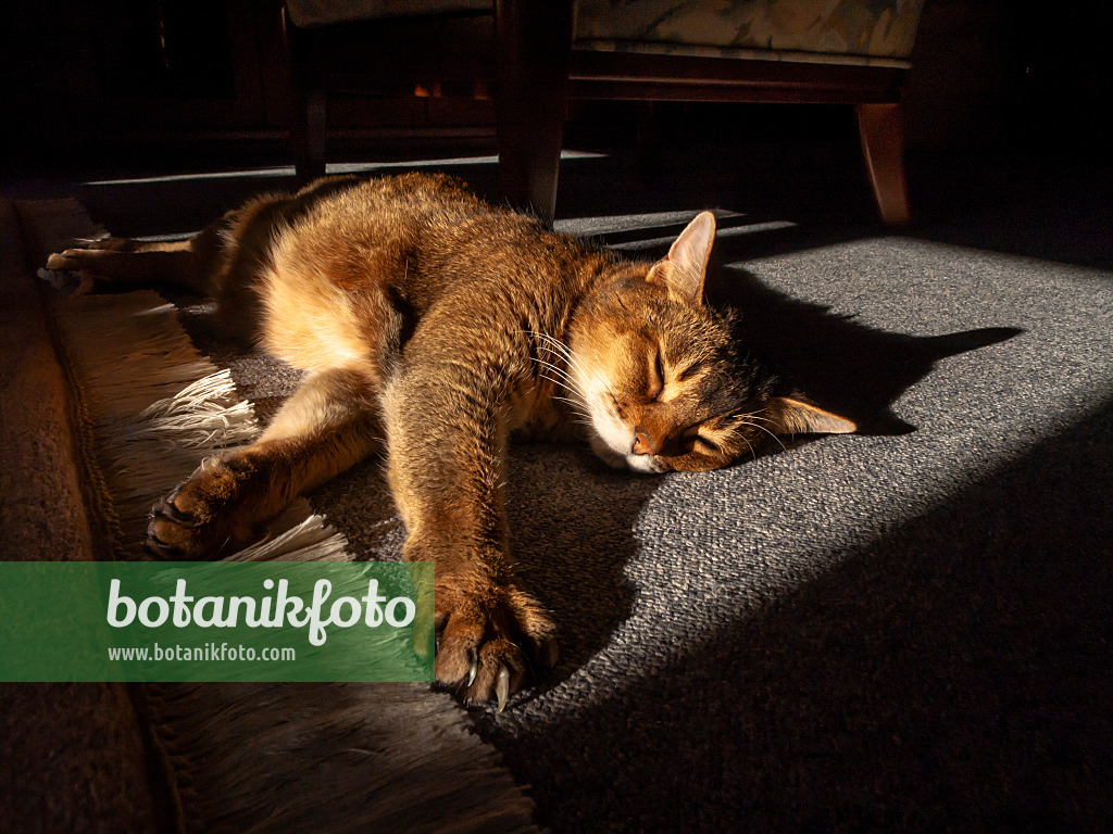 433163 - Chat abyssin endormi sur un tapis à la lumière du soleil