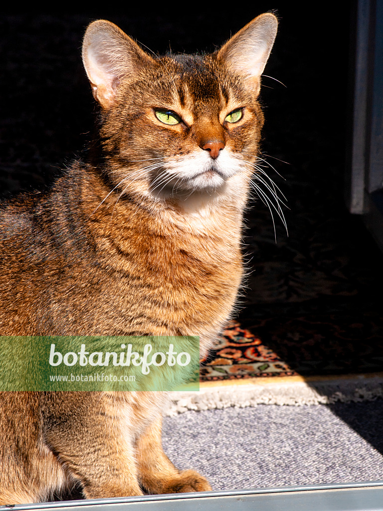 423012 - Chat abyssinien à l'air intéressé, assis sur un tapis au soleil