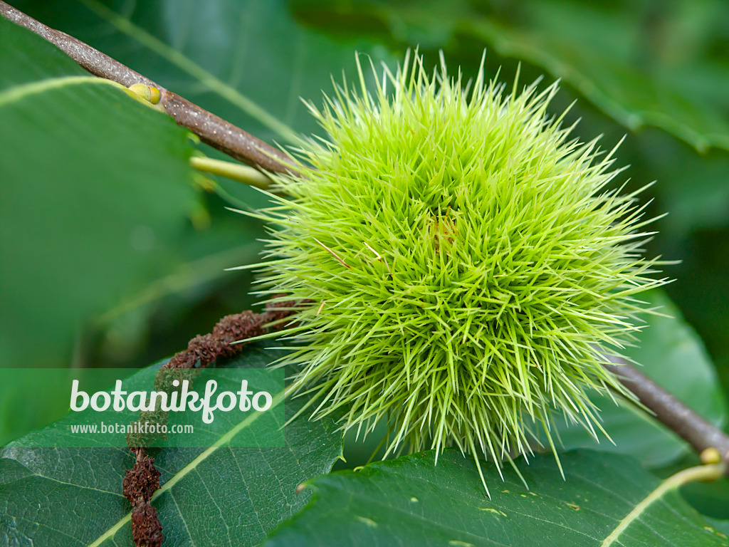 428343 - Châtaignier commun (Castanea sativa)