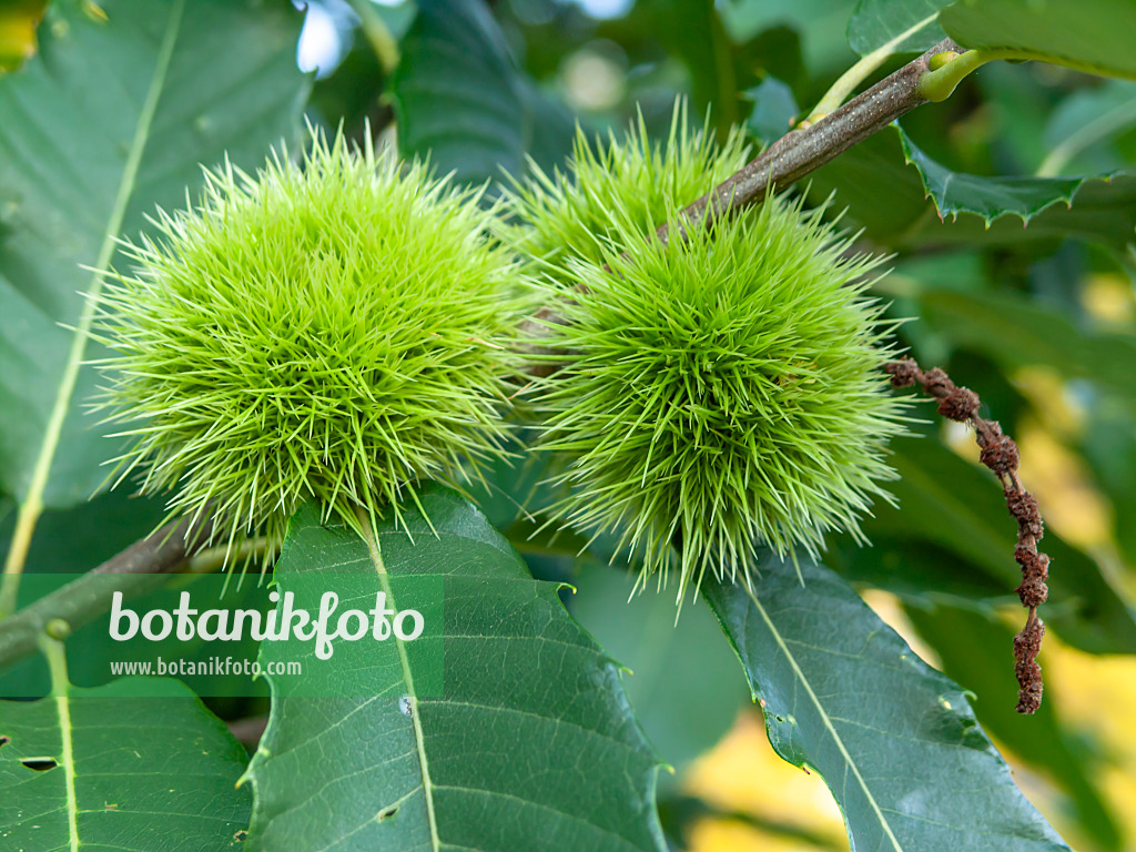 428344 - Châtaignier commun (Castanea sativa)