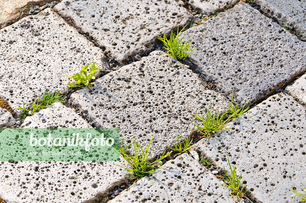 484322 - Chemin de jardin avec pavés poreux et mauvaises herbes