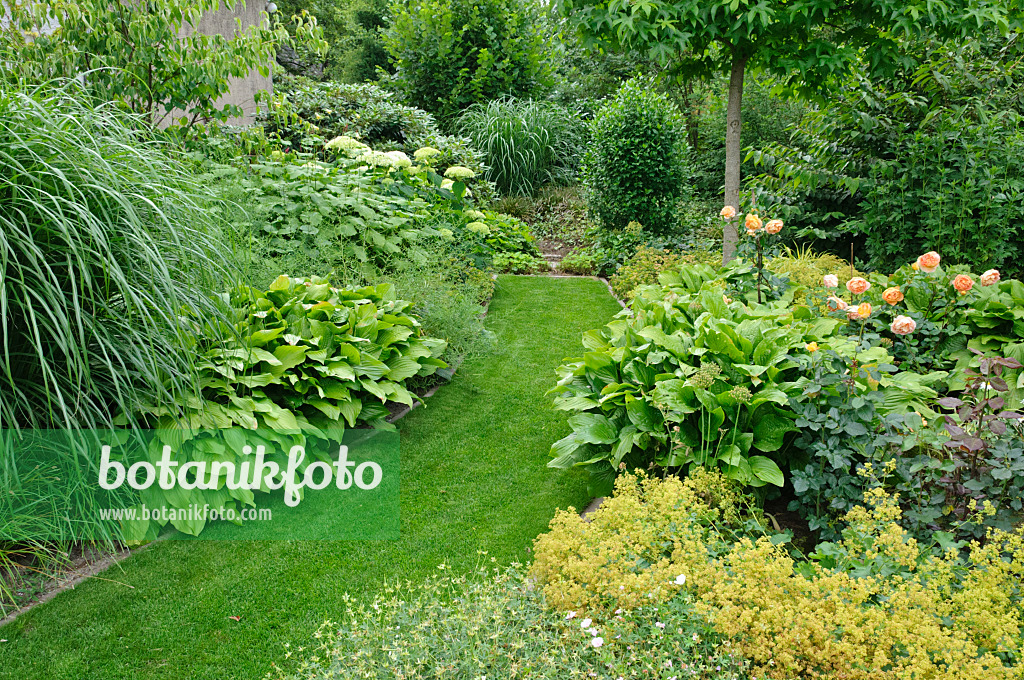 474059 - Chemin de pelouse dans un jardin de plantes vivaces