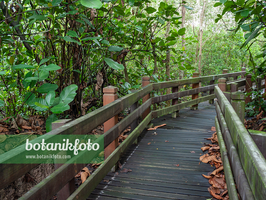 411106 - Chemin de planches, parc naturel de Sungei Buloh, Singapour