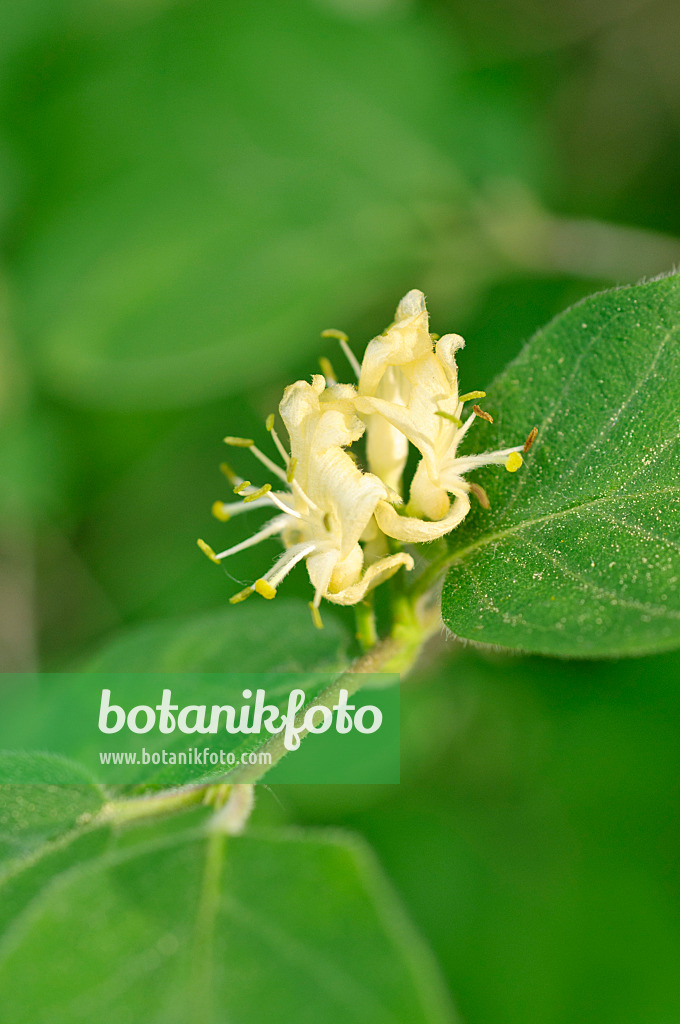 471297 - Chèvrefeuille à balais (Lonicera xylosteum)