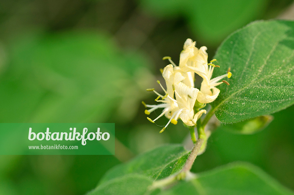 471298 - Chèvrefeuille à balais (Lonicera xylosteum)