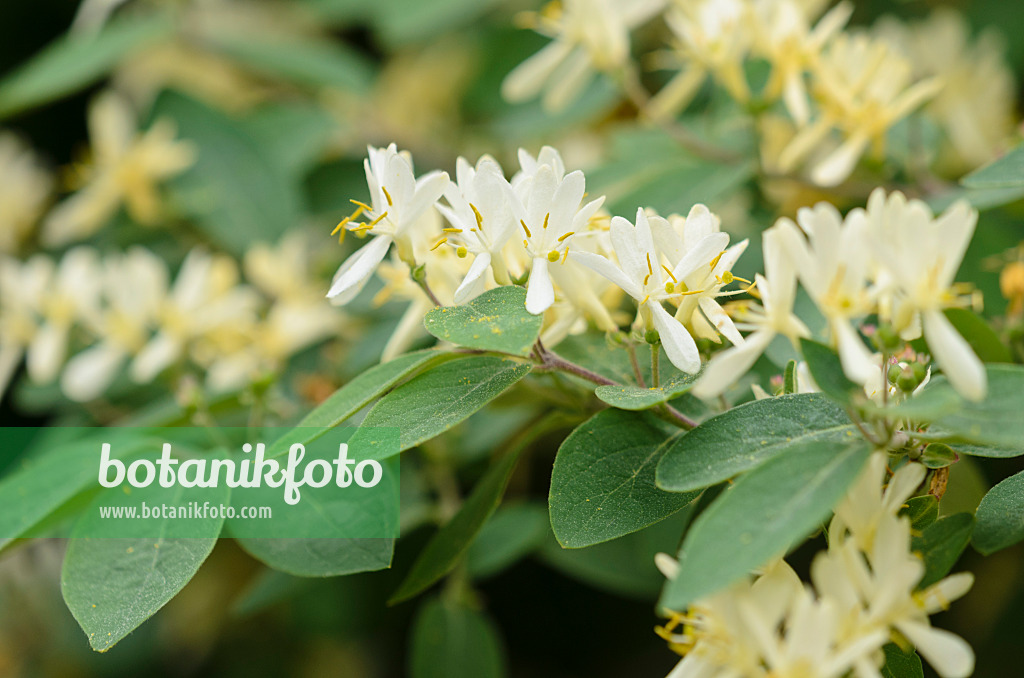 520284 - Chèvrefeuille à balais (Lonicera xylosteum)