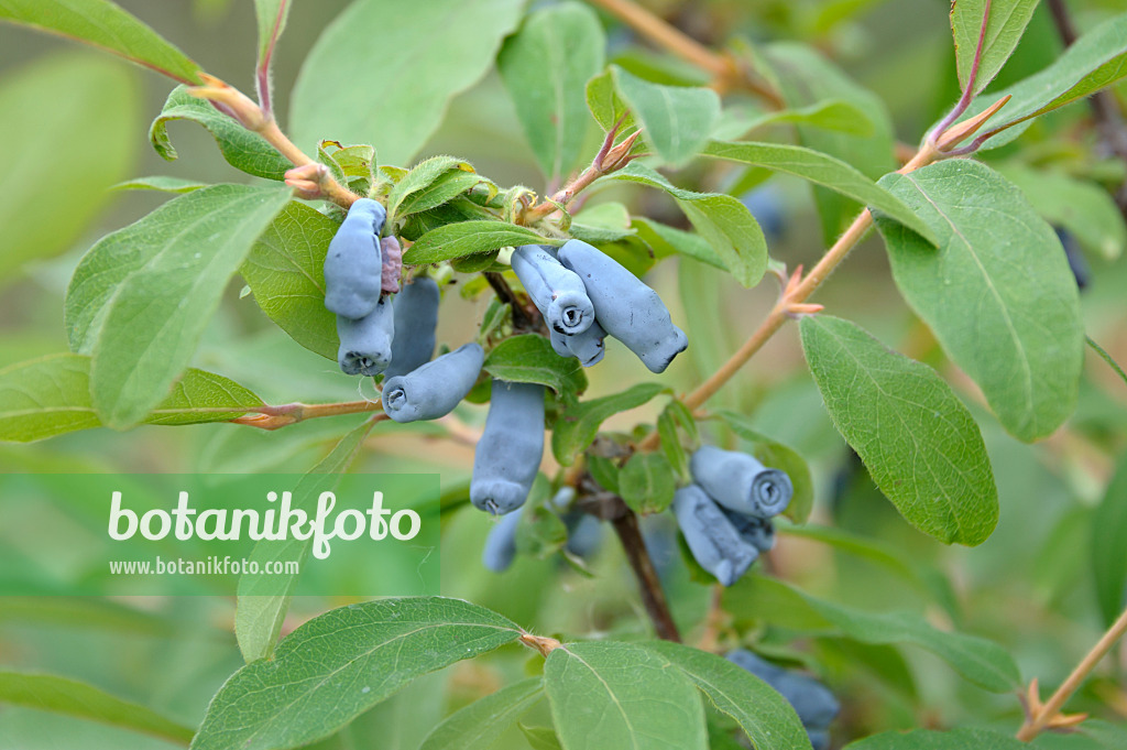 517302 - Chèvrefeuille bleu (Lonicera caerulea 'Morena')