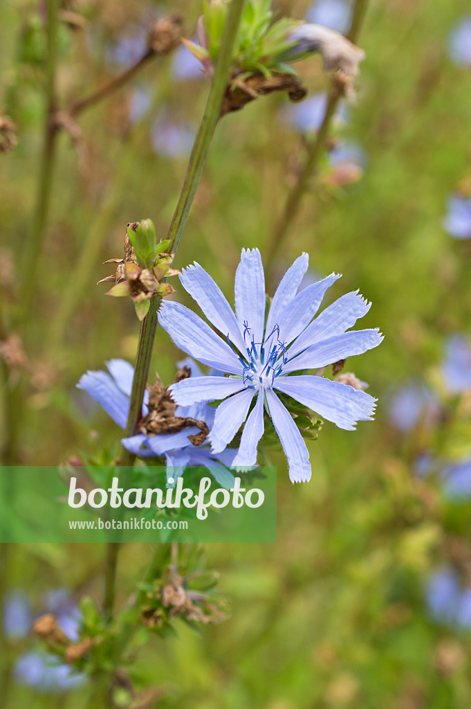 511251 - Chicorée amère (Cichorium intybus)