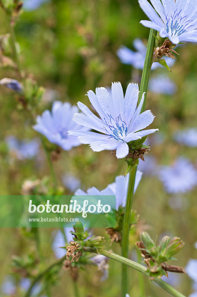 511252 - Chicorée amère (Cichorium intybus)