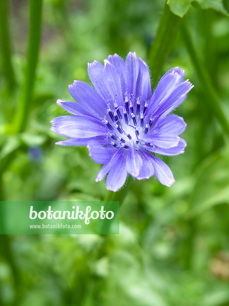 441051 - Chicorée endive (Cichorium endivia)