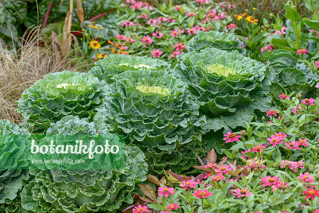 575029 - Chou d'ornement (Brassica oleracea var. acephala)