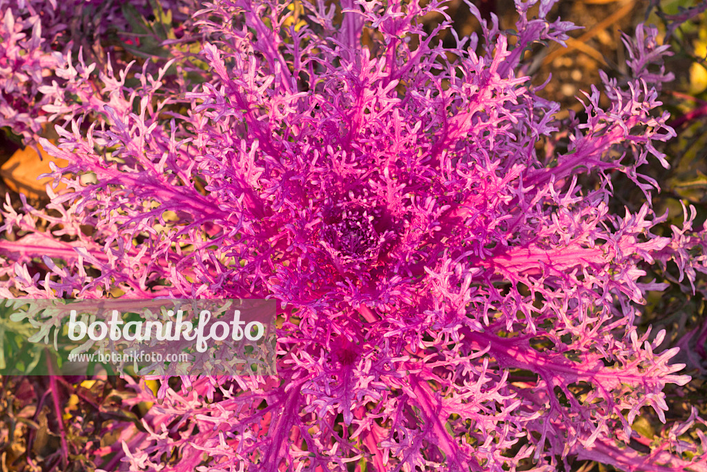 578028 - Chou d'ornement (Brassica oleracea 'Red Peacock')