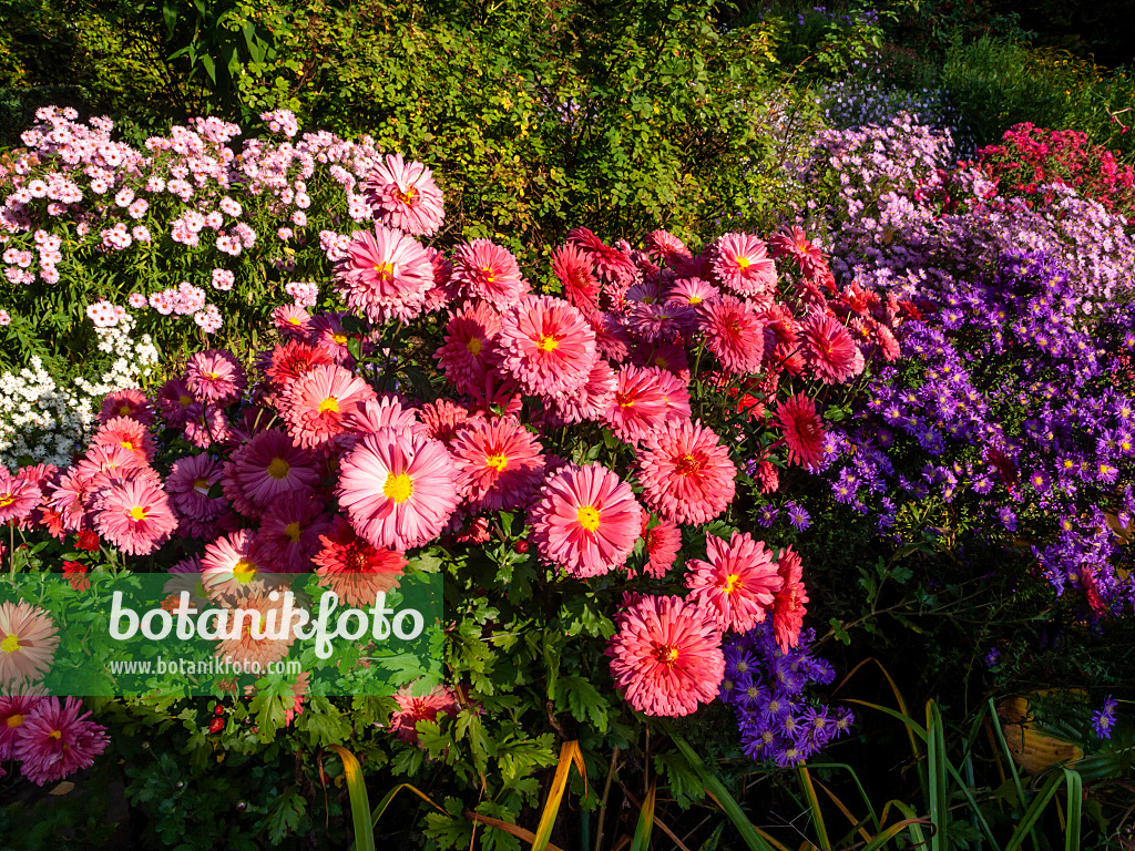 430119 - Chrysanthème d'Inde (Chrysanthemum indicum 'Cinderella')