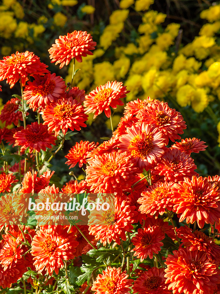 431048 - Chrysanthème d'Inde (Chrysanthemum indicum 'Bronzeteppich')