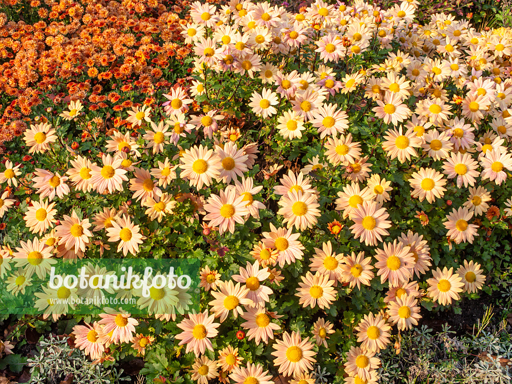 466003 - Chrysanthème d'Inde (Chrysanthemum indicum 'Isabellarosa')