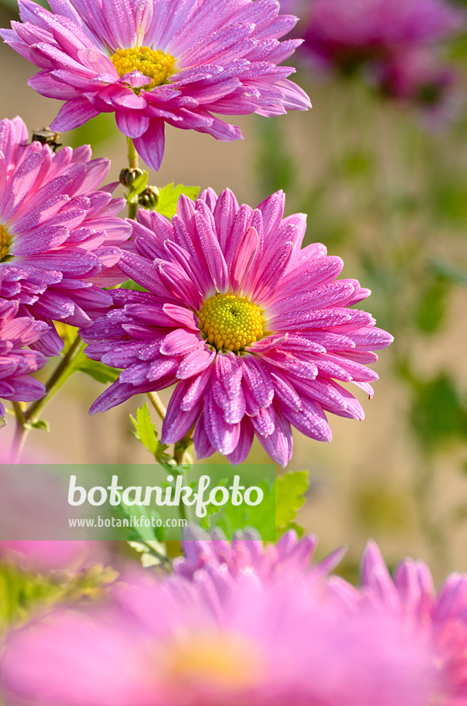 502018 - Chrysanthème d'Inde (Chrysanthemum indicum 'Rosenmarguerite')