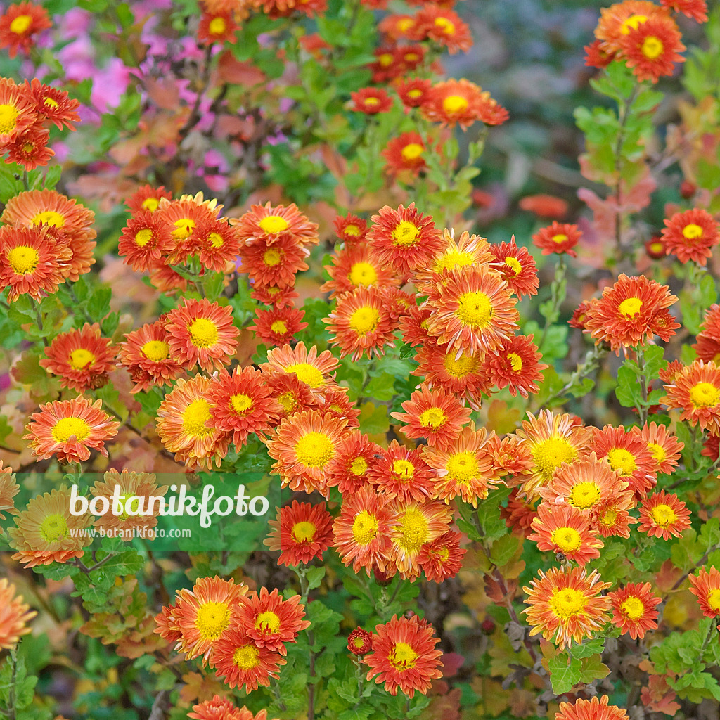 502151 - Chrysanthème d'Inde (Chrysanthemum indicum 'Vreneli')