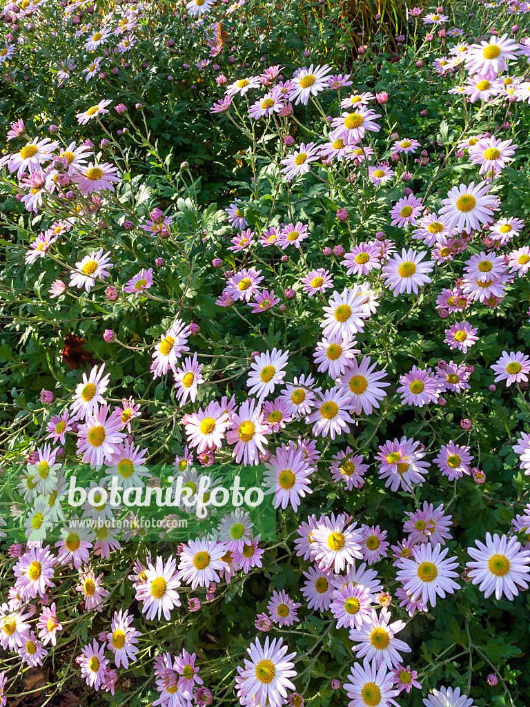 431052 - Chrysanthème d'Inde (Chrysanthemum indicum 'L'Innocence')