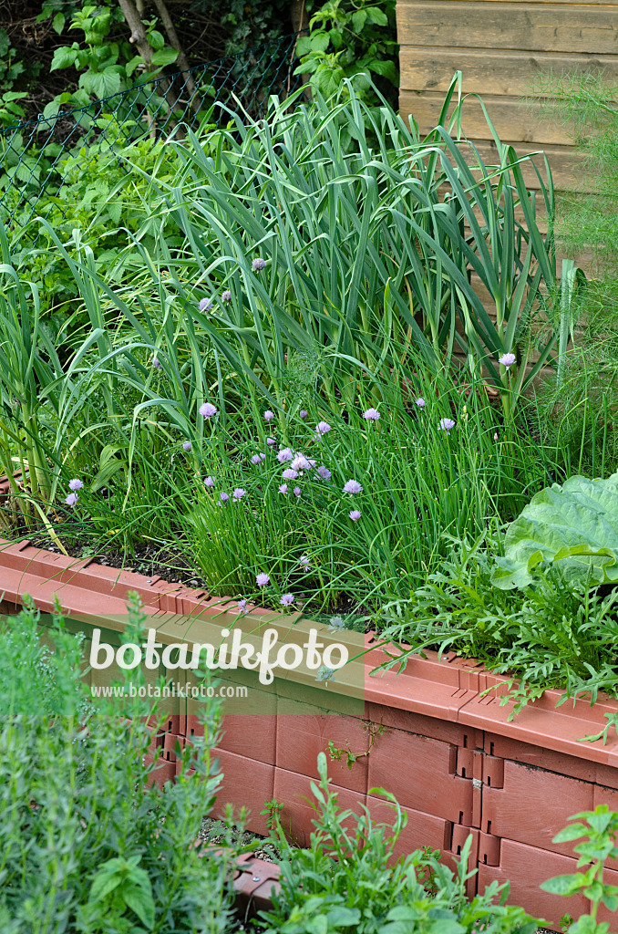 497051 - Ciboulette (Allium schoenoprasum) et oignon (Allium cepa) dans un potager surélevé