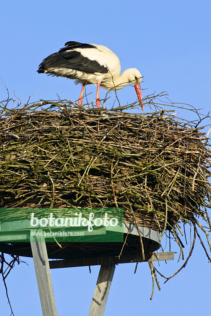 555003 - Cigogne blanche (Ciconia ciconia) se tient dans son nid en triant les branches contre un ciel bleu