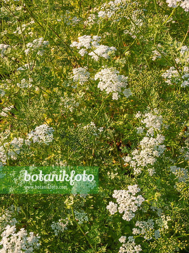 404030 - Ciguë des jardins (Aethusa cynapium)