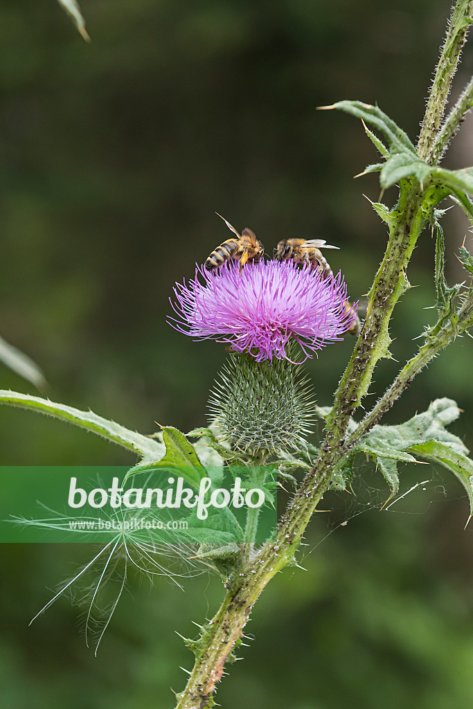 616373 - Cirse commun (Cirsium vulgare) et abeille (Apis)