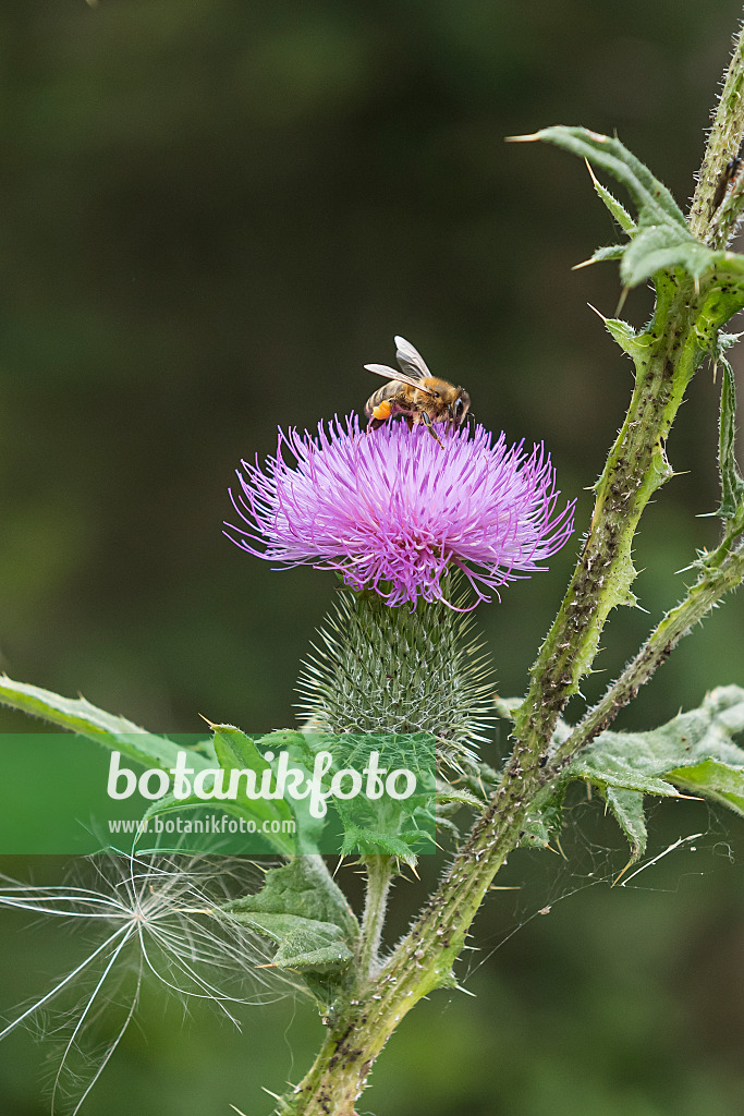 616374 - Cirse commun (Cirsium vulgare) et abeille (Apis)