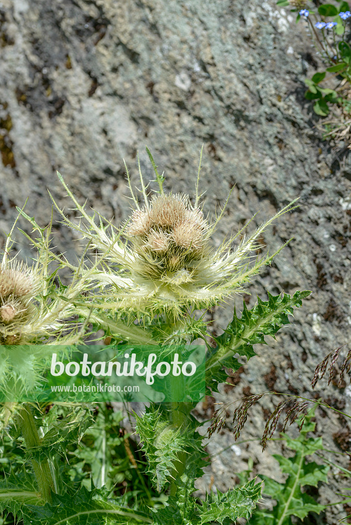 575057 - Cirse épineux (Cirsium spinosissimum)