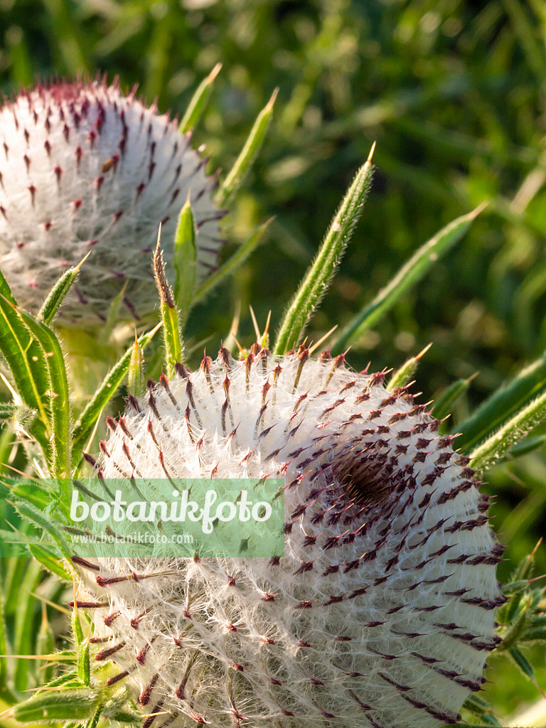 415009 - Cirse laineux (Cirsium eriophorum)