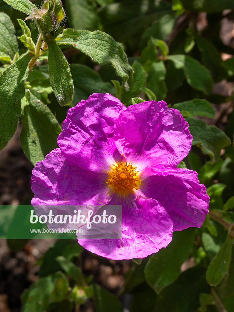 414166 - Ciste à feuilles variables (Cistus heterophyllus)