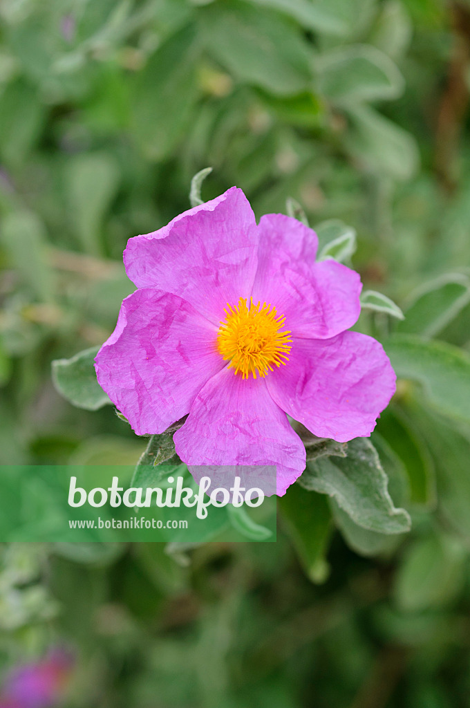 472103 - Ciste cotonneux (Cistus albidus)