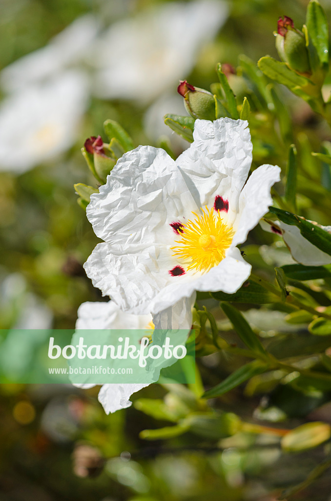 533055 - Ciste du Cap St Vincent (Cistus palhinhae)