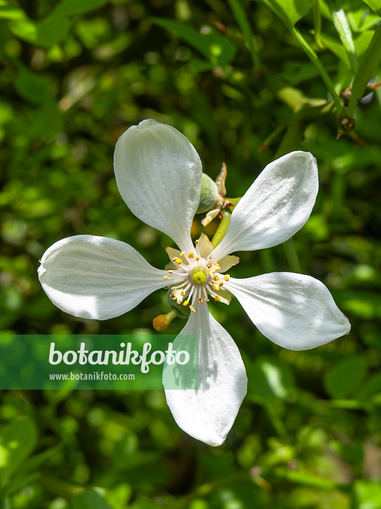 437433 - Citronnier épineux (Poncirus trifoliata)