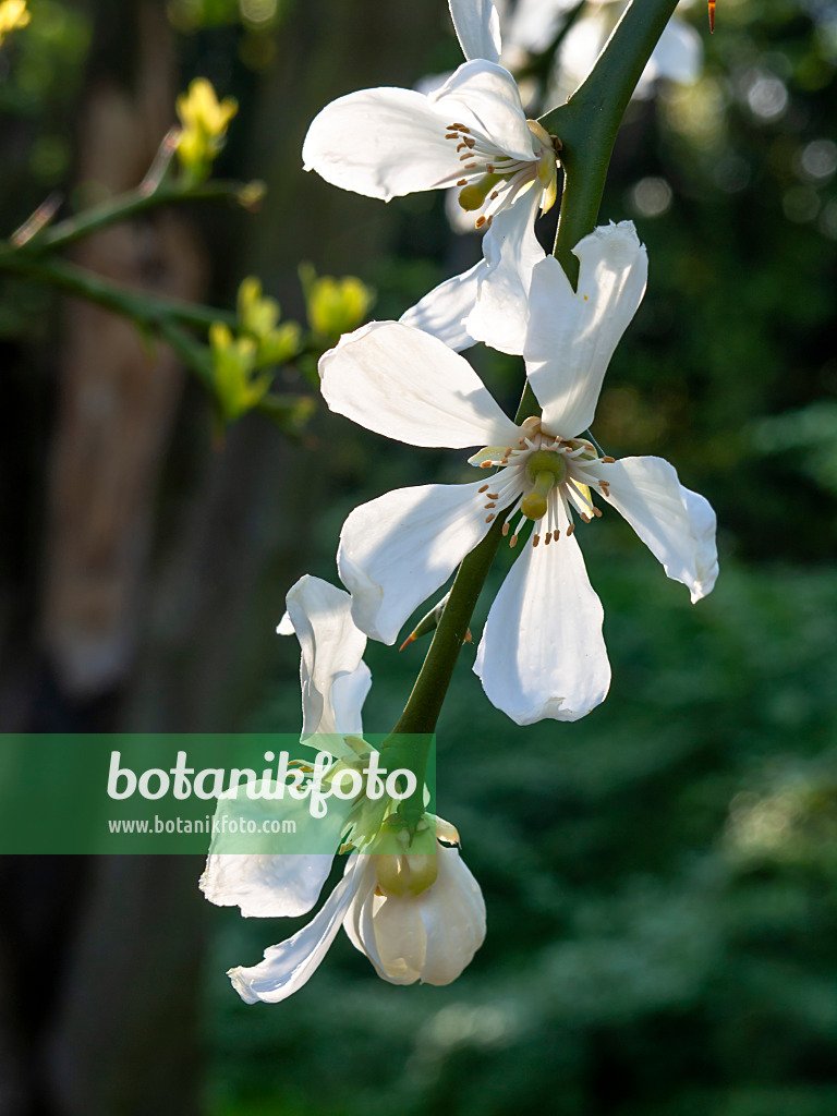 460055 - Citronnier épineux (Poncirus trifoliata)