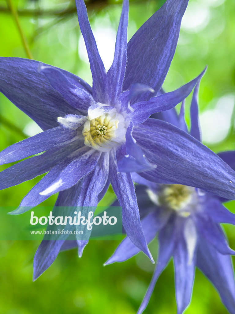 437322 - Clématite à grandes fleurs (Clematis macropetala)