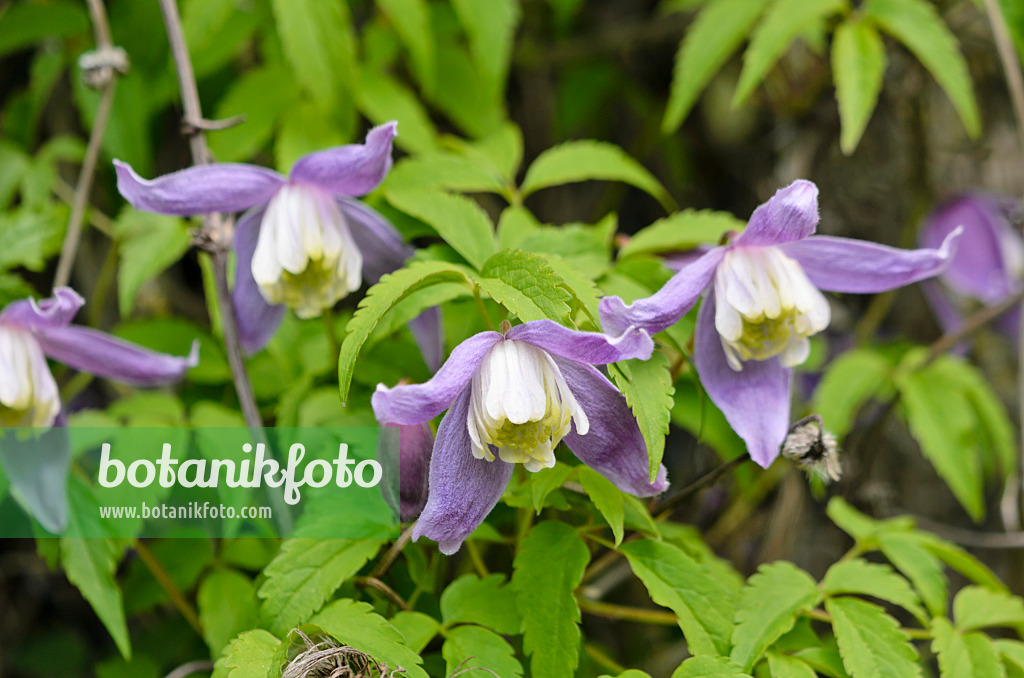 556018 - Clématite à grandes fleurs (Clematis macropetala)