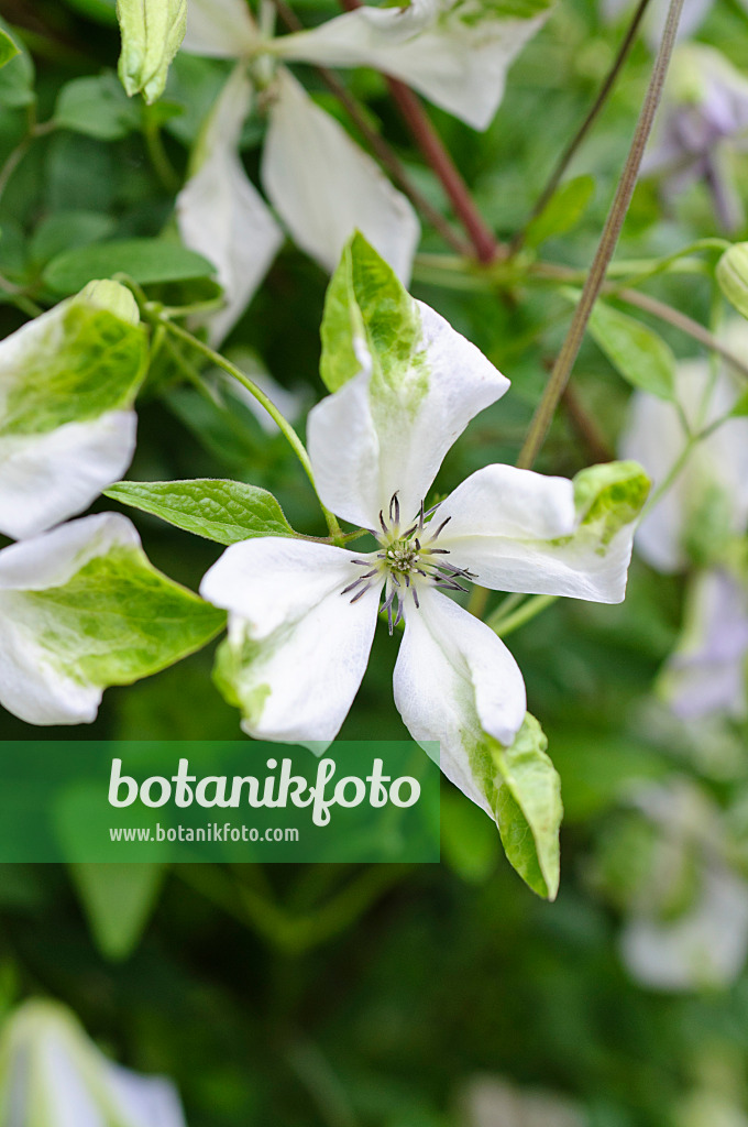 486202 - Clématite bleue (Clematis viticella 'Alba Luxurians')