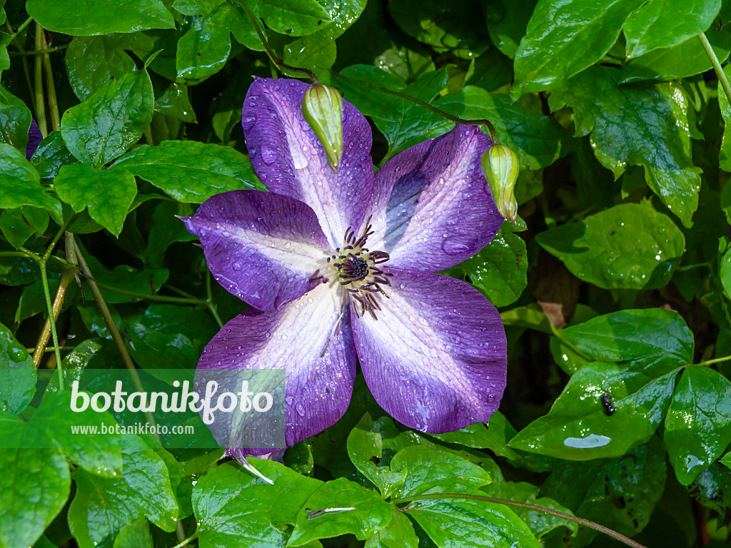 450058 - Clématite bleue (Clematis viticella 'Venosa Violacea')