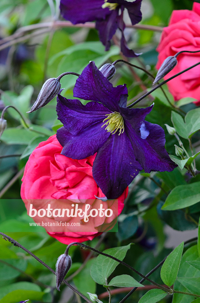 521287 - Clématite bleue (Clematis viticella 'Viola') et rosier grimpant (Rosa Danse des Sylphes)