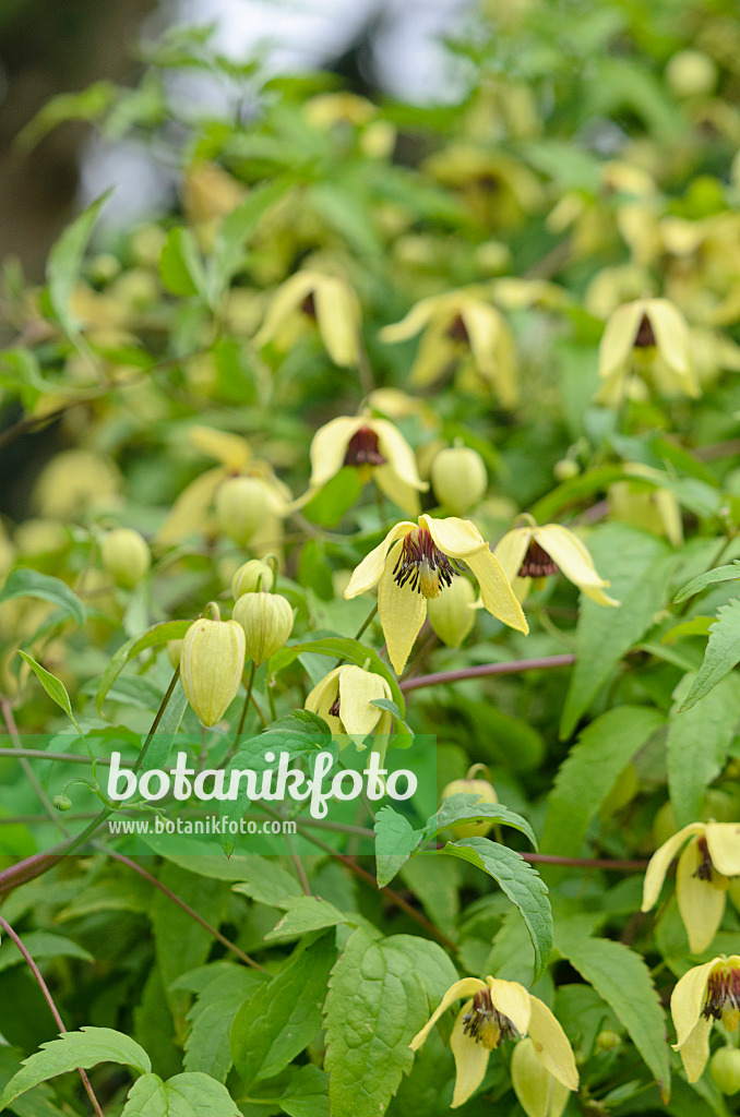 536066 - Clématite (Clematis)