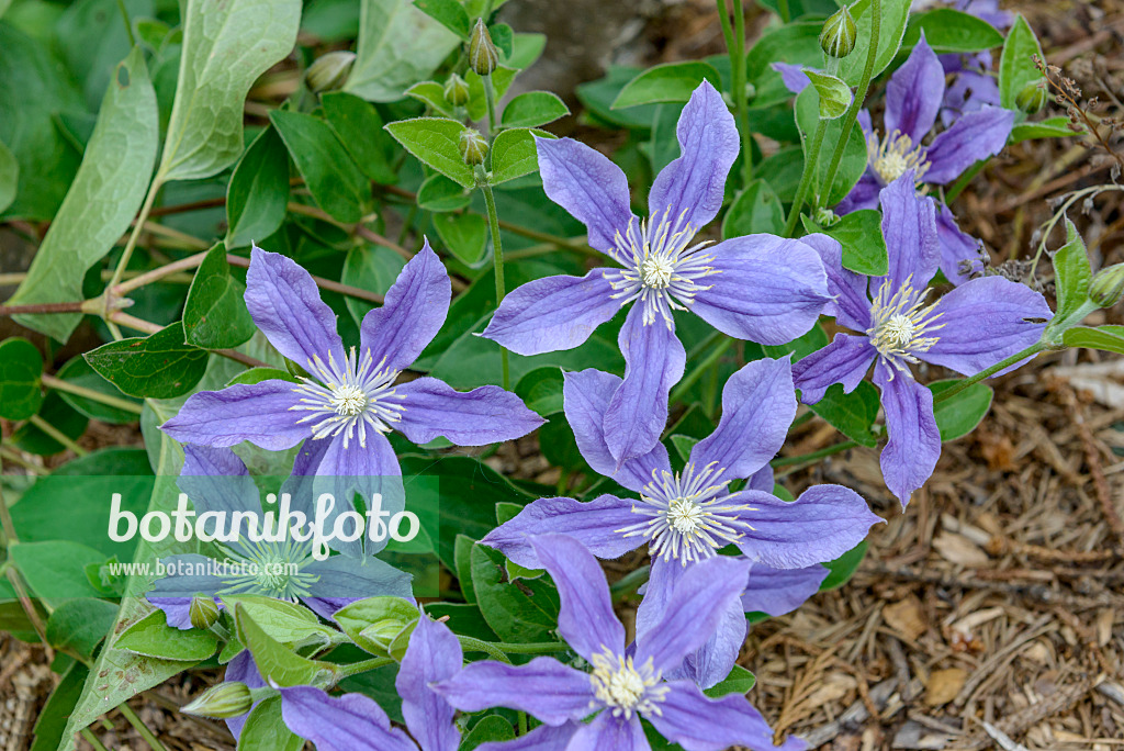 558076 - Clématite (Clematis Arabella)