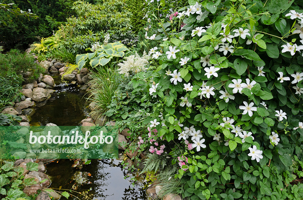 546052 - Clématite (Clematis) chez un ruisseau