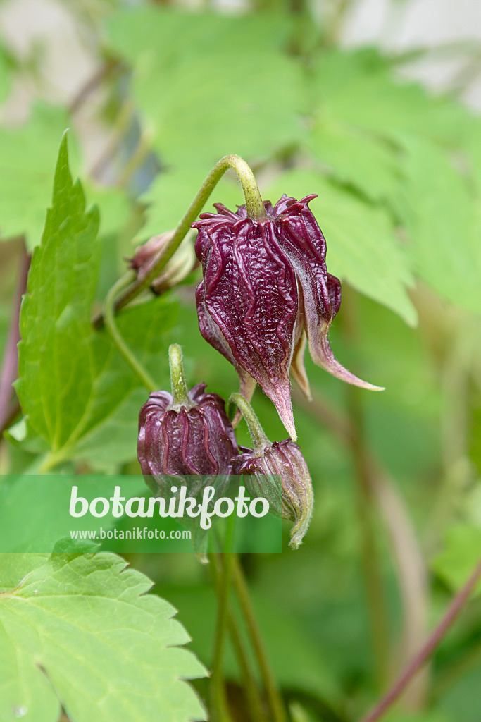 558082 - Clématite (Clematis chiisanensis)